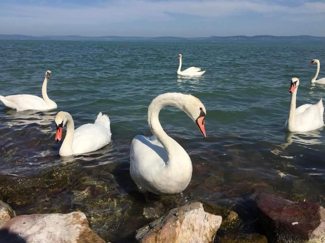 Best Panoráma Apartman Siófok Kültér fotó